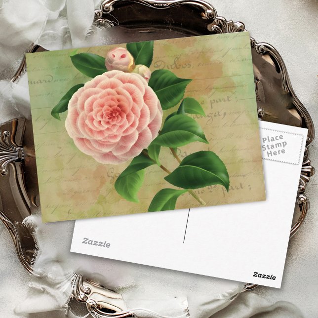 Vintage Camellia French Botanical Postcard (Creator Uploaded)