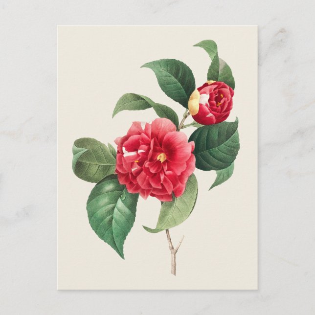 Vintage Camellia Japonica Botanical Illustration Postcard (Front)