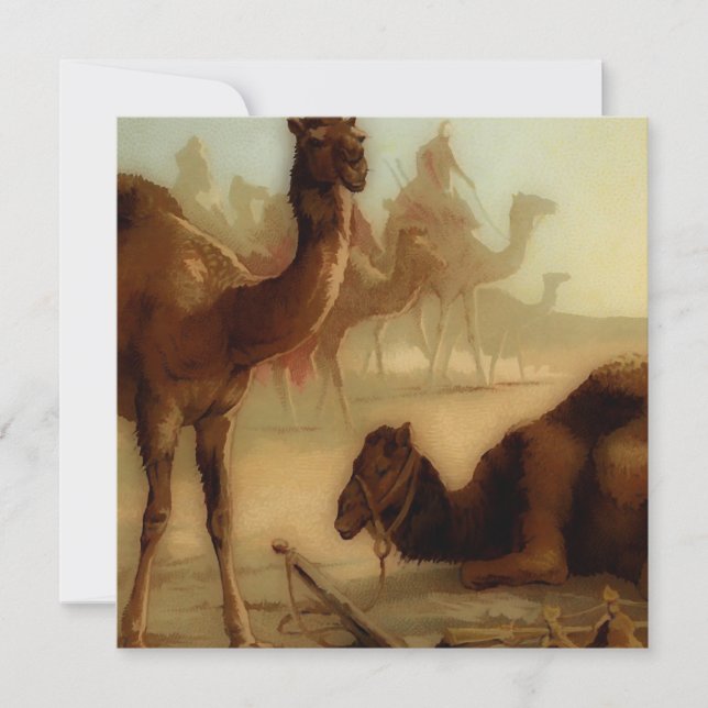 Vintage camels in the desert  (Front)