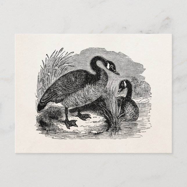 Vintage Canadian Goose Bird - Geese Birds Template Postcard (Front)