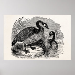 Vintage Canadian Goose Bird - Geese Birds Template Poster