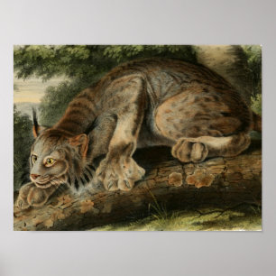 Vintage Canadian Lynx Illustration Poster