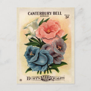 Vintage Canterbury Bells Flower Seed Packet Postcard