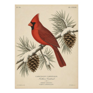 Vintage Cardinal Bird Antique Red Cardinal Poster