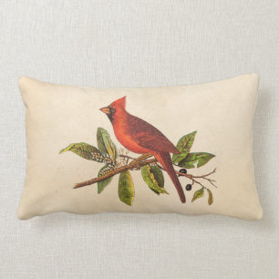 Vintage Cardinal Song Bird Illustration - 1800's Lumbar Cushion