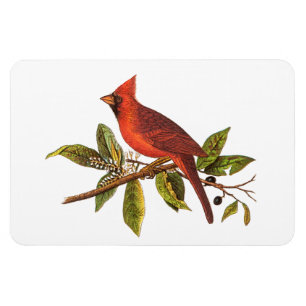 Vintage Cardinal Song Bird Illustration - 1800's Magnet