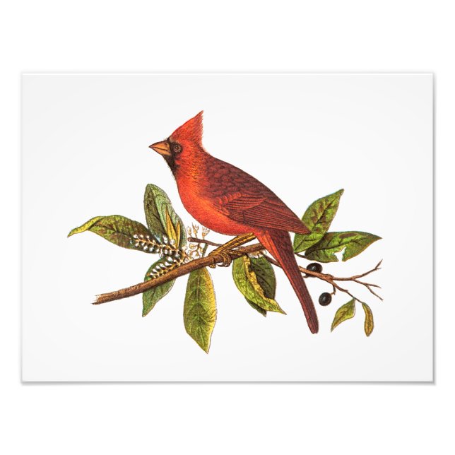 Vintage Cardinal Song Bird Illustration - 1800's Photo Print (Front)