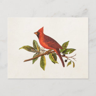 Vintage Cardinal Song Bird Illustration - 1800's Postcard
