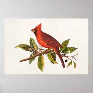 Vintage Cardinal Song Bird Illustration - 1800's Poster