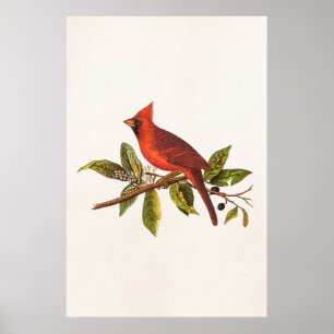 Vintage Cardinal Song Bird Illustration - 1800's Poster