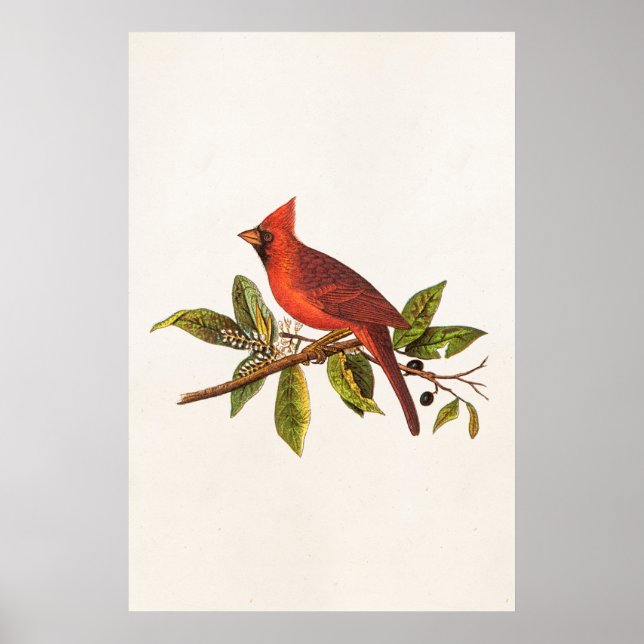 Vintage Cardinal Song Bird Illustration - 1800's Poster (Front)