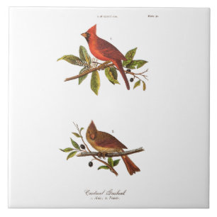 Vintage Cardinal Song Bird Illustration - 1800's Tile