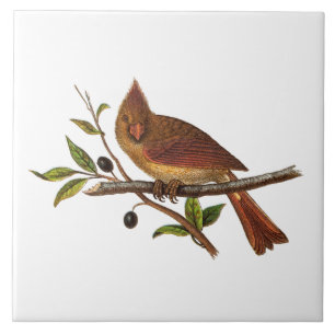 Vintage Cardinal Song Bird Illustration - 1800's Tile