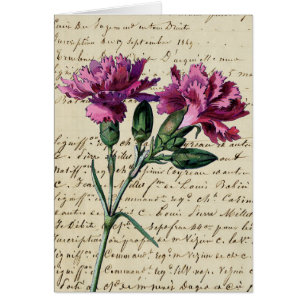 vintage carnation