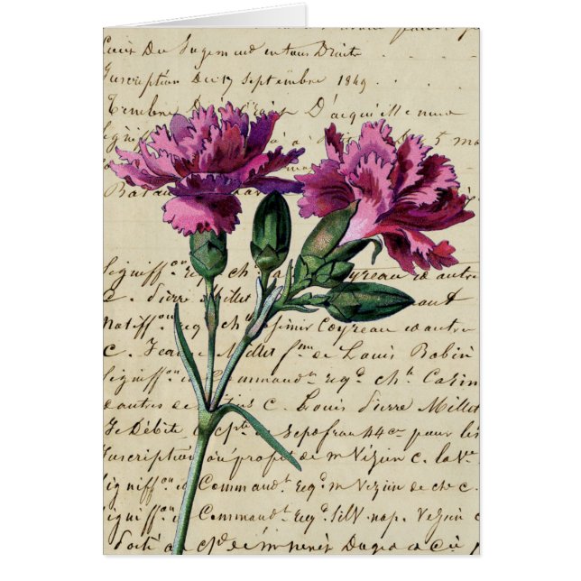 vintage carnation (Front)