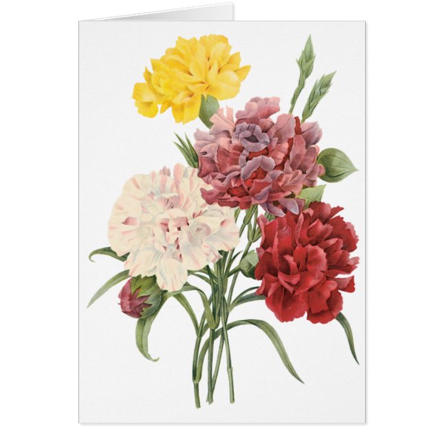 Vintage Carnations Dianthus Garden Flowers Redoute (Front)