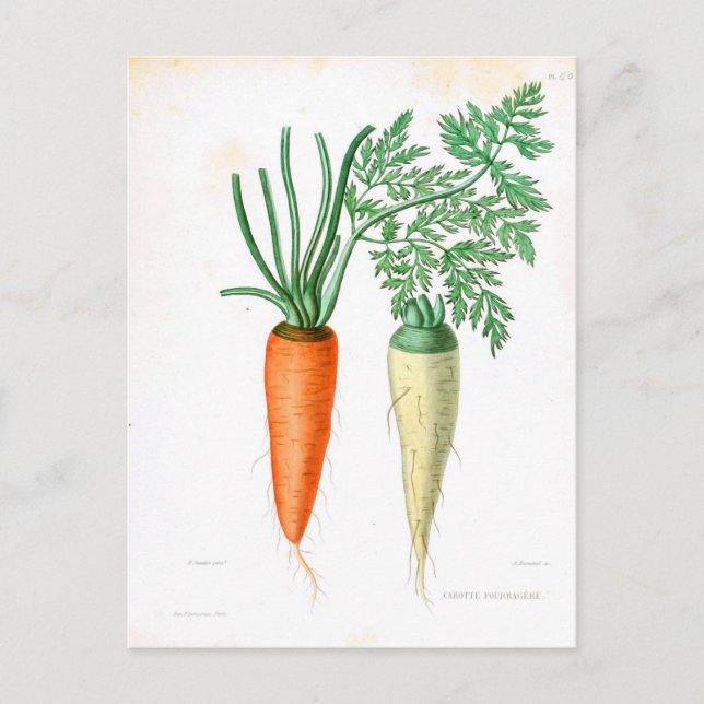 Vintage Carrots Botanical Print Postcard (Front)