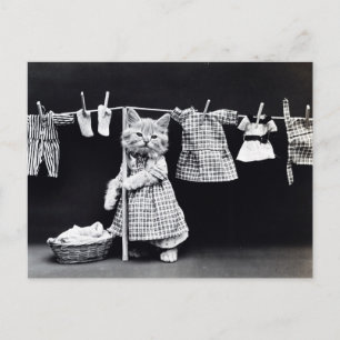 Vintage Cat Hanging Cloths Out to Dry Postcard