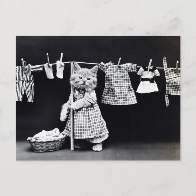 Vintage Cat Hanging Cloths Out to Dry Postcard (Front)