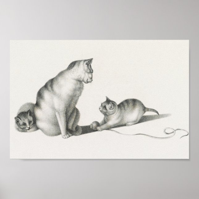 Vintage Cat Illustration Poster (Front)