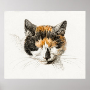 Vintage Cat Illustration Poster