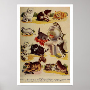 Vintage cat kitten breed chart cute
