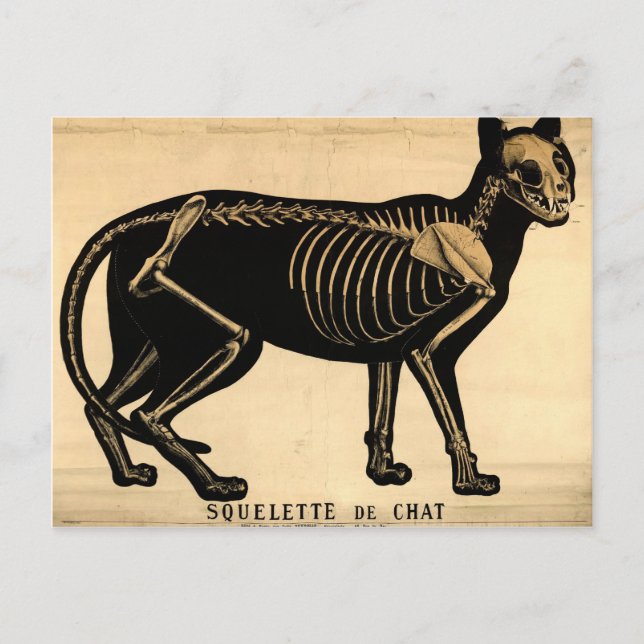 Vintage Cat Skeleton Postcard (Front)