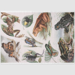 Vintage Catalogue of Frogs Decoupage Tissue Paper