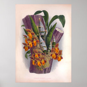 Vintage Catasetum Pulchrum Little Orange Orchids Poster