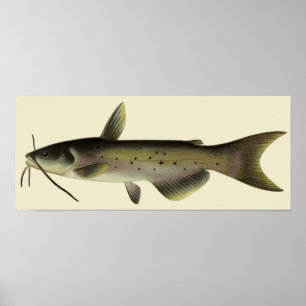 Vintage Catfish Fishing, Marine Life River Fish Poster