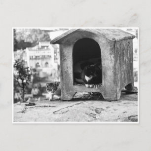 Vintage cats b/w postcard