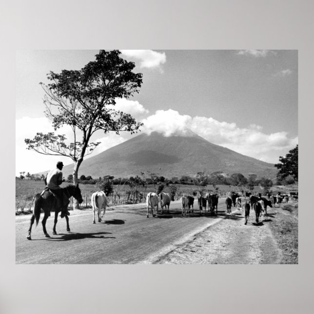 Vintage Cattle Drive past San Miguel Volcano Poster (Front)