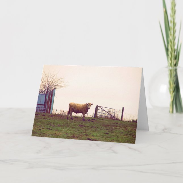 Vintage Cattle Pasture Rural Iowa Photography  Card (Front)