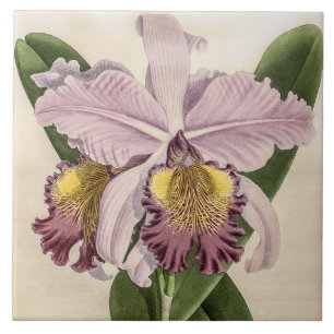 Vintage Cattleya Hardyana Orchid Flower Tile