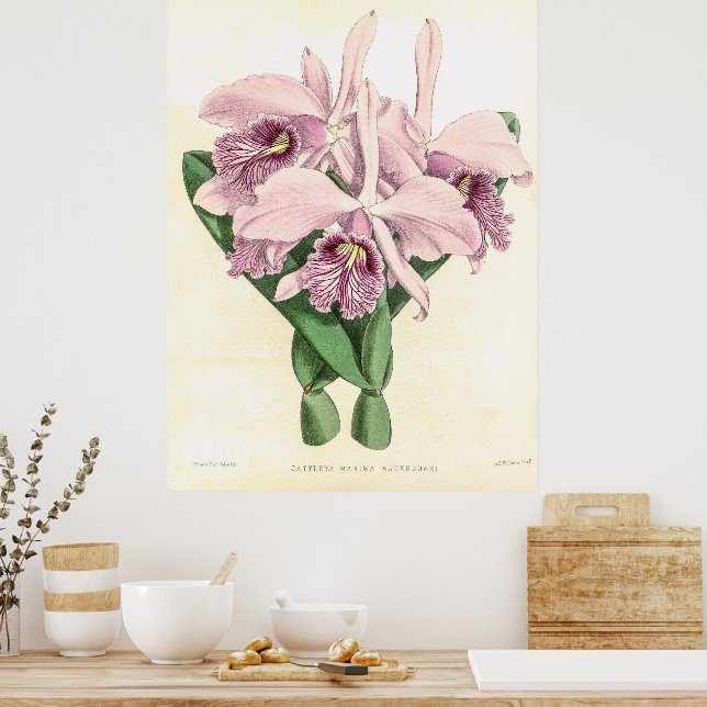 Vintage Cattleya Maxima Orchid Flower Art Poster (Kitchen)