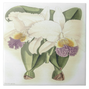 Vintage Cattleya Mendelii Bella Orchid Flower Tile