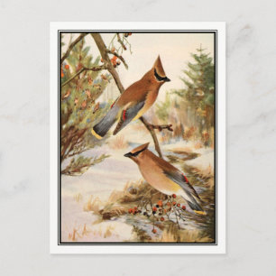 Vintage Cedar Waxwing by Robert Bruce Horsfall Postcard