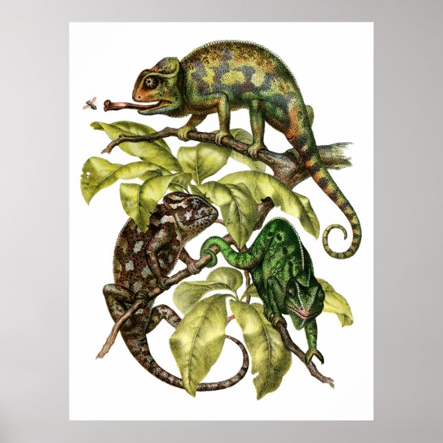 Vintage Chameleon Lizard Poster (Front)