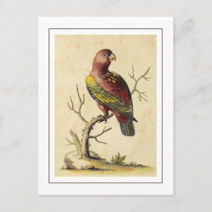 Vintage Chattering Lory Parrot Bird Nature Postcard