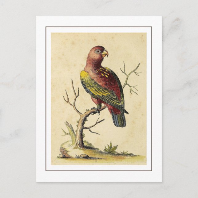  Vintage Chattering Lory Parrot Bird Nature Postcard (Front)