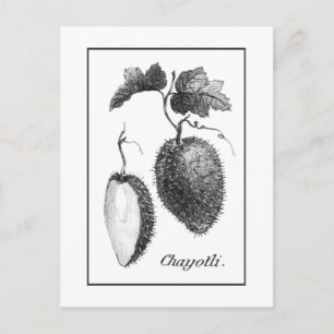 Vintage chayote etching card