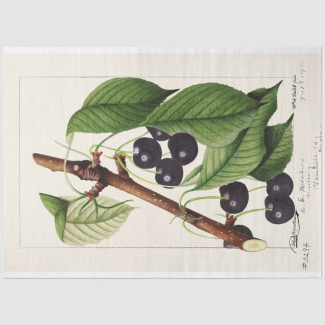 Vintage Cherries by William Henry Prestele Tissue Paper (Front)