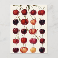 Vintage Cherries