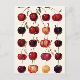 Vintage Cherries Postcard