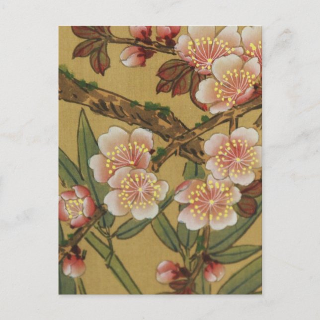 Vintage Cherry Blossoms Asian Japanese Flowers Postcard (Front)