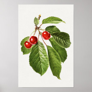 Vintage Cherry Fruit Watercolor Painting Poster