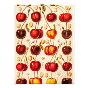 Vintage Cherry Varieties Antique Cherries Fruit Photo Print