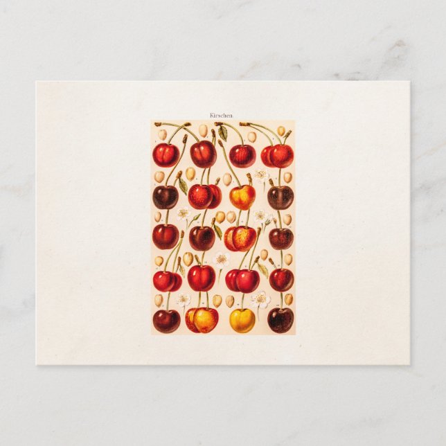Vintage Cherry Varieties Antique Cherries Fruit Postcard (Front)