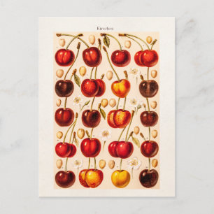 Vintage Cherry Varieties Antique Cherries Fruit Postcard