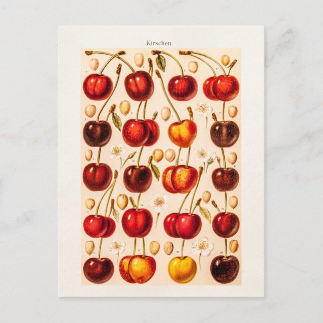 Vintage Cherry Varieties Antique Cherries Fruit Postcard (Front)
